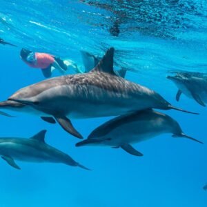 Dolphin House – Full Day Trip Hurghada